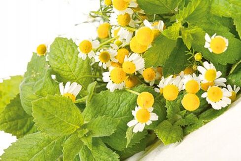 Chamomile to increase potency