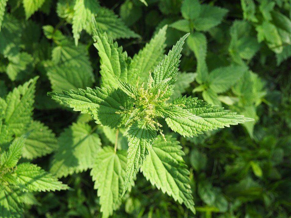 Nettle complements the beneficial properties of ginger and increases potency