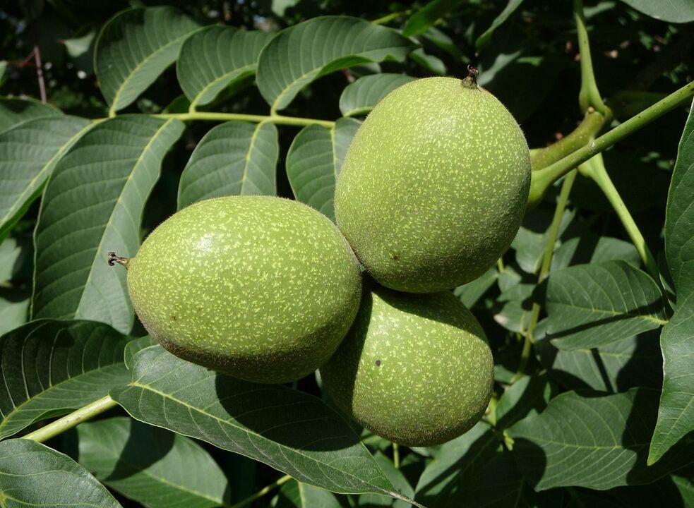 green walnut for potential